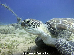 Green turtle munching on seagrass by Laura Dinraths 